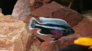 Melanochromis Chipokae Malawi Mbuna [upl. by Akinak]