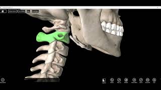 Atlas C1 and Axis C2 Vertebrae [upl. by Eerok]