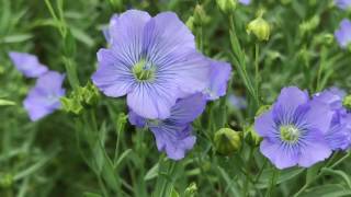 FLAX amp LINSEED [upl. by Lienahs738]