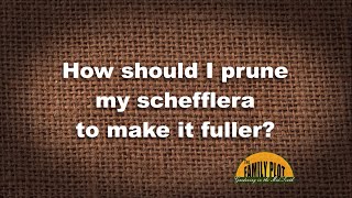 QampA – How Should I prune my schefflera to make it fuller [upl. by Aholah]