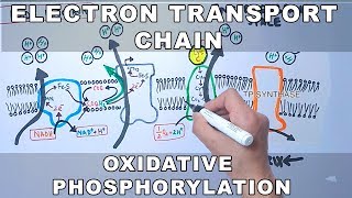 Electron Transport Chain and Oxidative Phosphorylation [upl. by Huskamp]