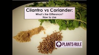 Cilantro vs Coriander Whats the Diffference from PlantsRule [upl. by Prima]