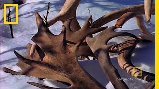 Amazing Antlers  National Geographic [upl. by Januisz]