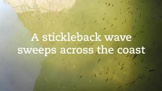 The stickleback wave [upl. by Nillad]