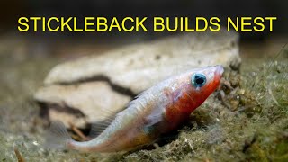 Stickleback Building Nest [upl. by Ashwin937]