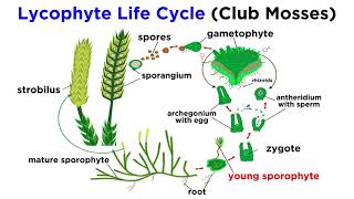 Lycophytes Early Vascular Plants [upl. by Ecyar]