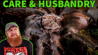 How To Care For the Texas Brown Tarantula Aphonopelma hentzi Husbandry [upl. by Hcirteid]