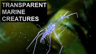 LOBSTER PHYLLOSOMA LARVAE  Transparent marine creatures  Crustacean metamorphoses [upl. by Uokes]