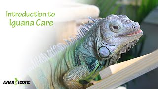 Introduction to Iguana Care [upl. by Ky502]