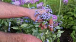 Spring Perennials Series Bleeding Heart and Brunnera [upl. by Eiramanel]