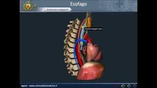 Apparato digerente 07 Esofago [upl. by Allsopp]