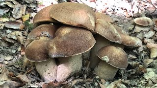 BOLETUS RETICULATUS eztanda izugarria [upl. by Aiynot461]