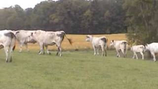 Chapman Farms Piedmontese Cattle [upl. by Novak]