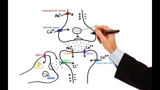 Pharmacology  ANTIEPILEPTIC DRUGS MADE EASY [upl. by Yessydo]