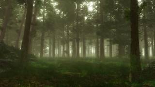 Forest Sounds  Woodland Ambience Bird Song [upl. by Alurta225]