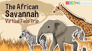 African Savannah – Virtual Field Trip [upl. by Kyd]