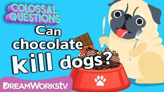 Will Chocolate Kill Your Dog  COLOSSAL QUESTIONS [upl. by Alvera726]