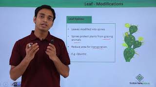 Class 11th – Leaf – Modifications  Morphology of Flowering Plants  Tutorials Point [upl. by Ellehcyt]