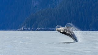 Whale Watching and Mendenhall Glacier Combo Tour from Juneau [upl. by Pinchas837]