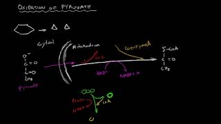 Cellular Respiration  Oxidation of Pyruvate [upl. by Shirberg]