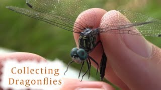 How to Collect Dragonflies [upl. by Rehprotsirhc]