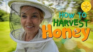 How to Harvest Honey  Beekeeping with Maddie 12 [upl. by Notsecnirp686]