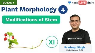 Plant Morphology  L 4  Modifications of Stem  Class 11  Unacademy NEET  Botany  Pradeep Sir [upl. by Urien]