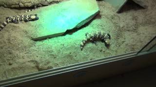 Gila Monsters [upl. by Ahgiel]