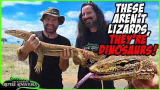 GIANT MONITOR LIZARDS IN AUSTRALIA [upl. by Adanar]