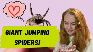 Unboxing GIANT jumping spiders WARNING cuteness overload [upl. by Ymereg]