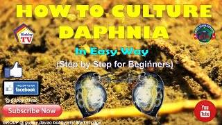 HOW TO CULTURE DAPHNIA In Easy Way [upl. by Benny]