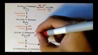 Human Metabolism Map II  Gluconeogenesis amp Glycogenesis [upl. by Ivie]