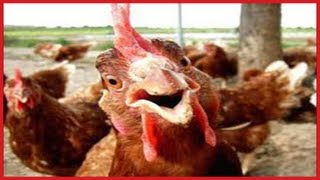 FUNNY Roosters Crowing Compilation ✔ [upl. by Neleh]