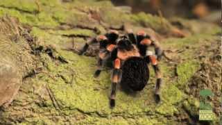 Mexican Redknee Tarantula [upl. by Murdoch158]