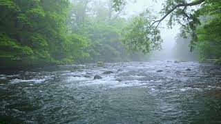 Green Forest River Flowing in Rainy Weather Nature Sounds Forest River White Noise for Sleeping [upl. by Oinotnanauj280]