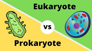 PROKARYOTES VS EUKARYOTES How cells are different [upl. by Dleifrag]