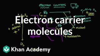 Electron carrier molecules  Biomolecules  MCAT  Khan Academy [upl. by Wager536]