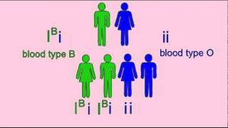 GENETICS 1 INHERITANCE OF BLOOD TYPE [upl. by Gavrila185]