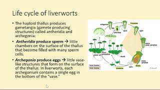 Bryophytes Liverworts [upl. by Zolly]