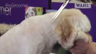 Grooming Guide  Cockapoo Pro Groomer [upl. by Iaras491]