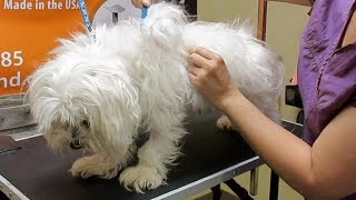 How to Groom A Matted Maltese [upl. by Novej]