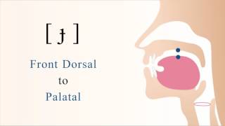 ɟ  voiced unaspirated front dorsal palatal stop [upl. by Sherurd]