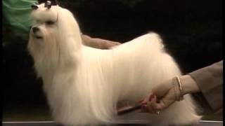 Maltese  AKC Dog Breed Series [upl. by Olethea697]