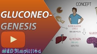 Gluconeogenesis Pathway Made Simple  BIOCHEMISTERY [upl. by Oicnevuj]