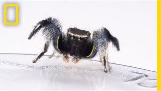 For Jumping Spiders Choosing the Wrong Mate Turns Deadly  National Geographic [upl. by Nerty]