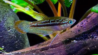 Sparkling Gourami Care and Breeding A Little Fish Gem [upl. by Thalia]