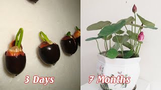 How to grow mini lotus from seeds sprout quickly [upl. by Lindley211]