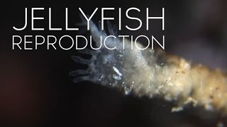 How Jellyfish Reproduce [upl. by Fergus905]