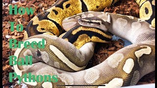 How to Breed Ball Pythons The UC Way [upl. by Leandro]