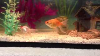 10 Gallon Goldfish Aquarium [upl. by Iem]